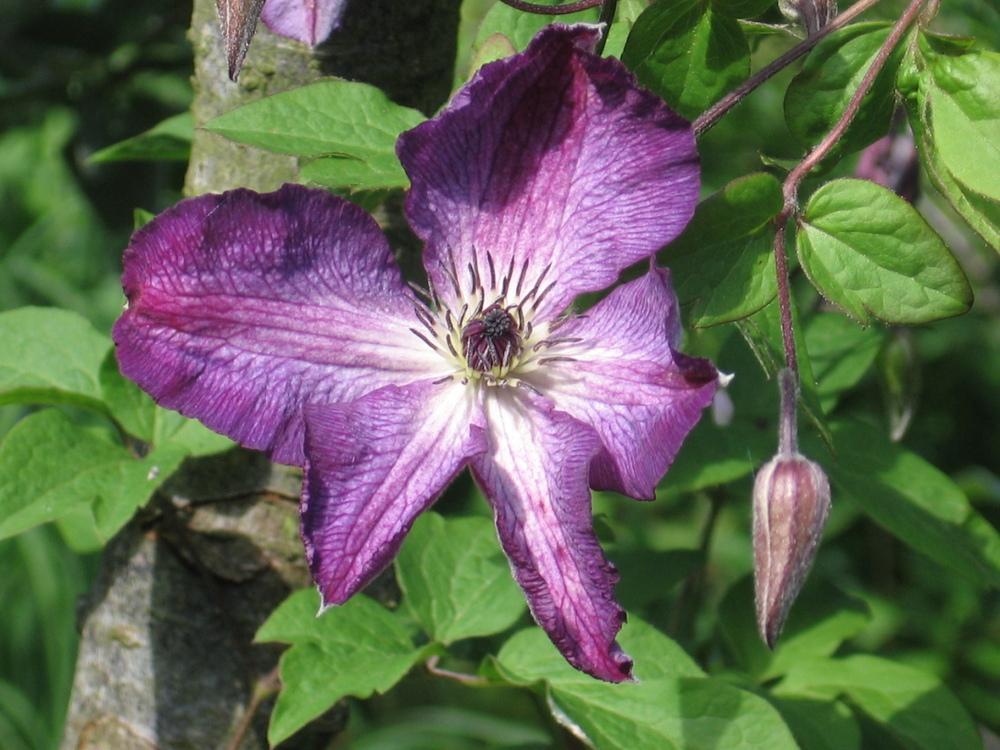 Photo of Clematis (Clematis viticella 'Venosa Violacea') uploaded by Yorkshirelass