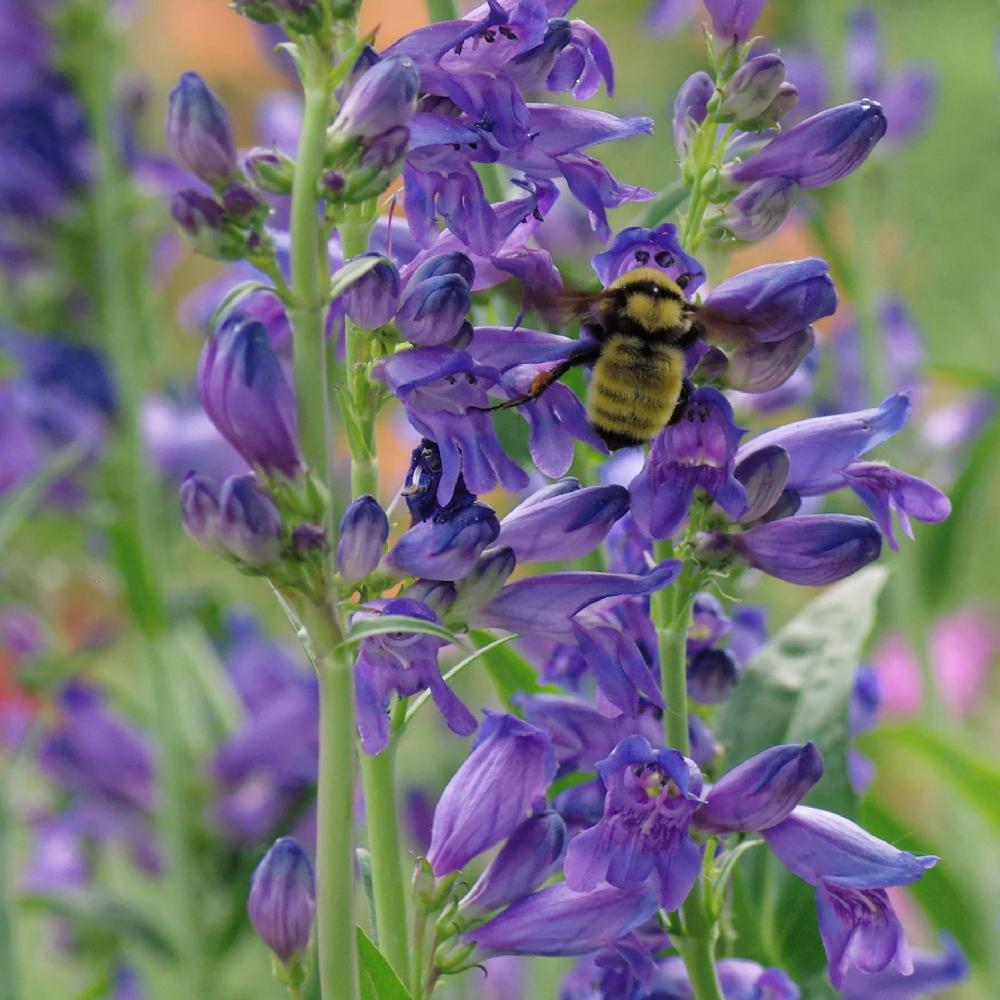 Photo of Rocky Mountain Beardtongue (Penstemon strictus) uploaded by dirtdorphins