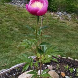 Location: Athol, MA
Date: 2017-06-17
This is the first flower of this, planted last fall. True to colo