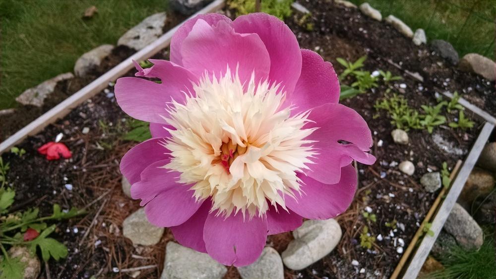Photo of Peony (Paeonia lactiflora 'Bowl of Beauty') uploaded by joannakat