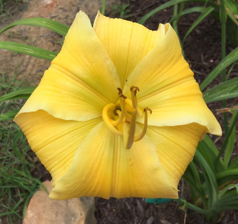 Photo of Daylily (Hemerocallis 'Substantial Evidence') uploaded by scflowers