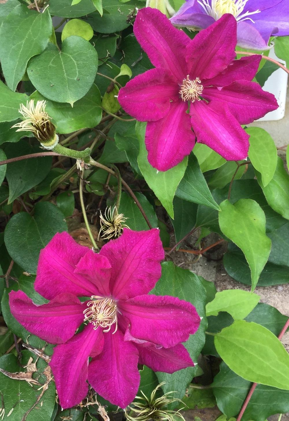 Photo of Clematis 'Ernest Markham' uploaded by scflowers
