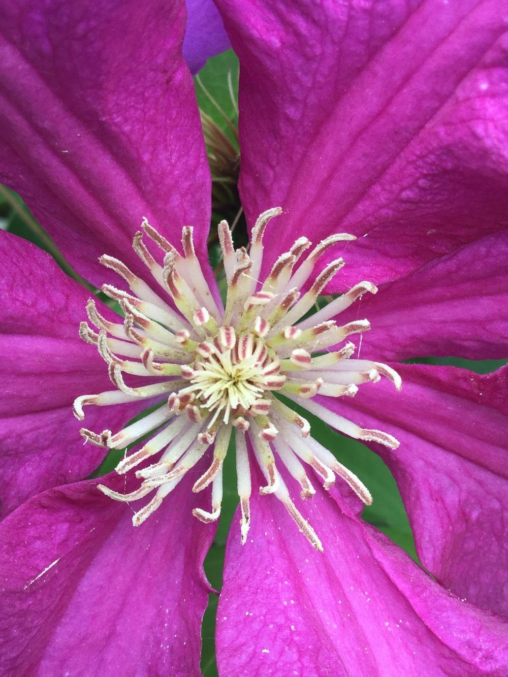 Photo of Clematis 'Ernest Markham' uploaded by scflowers