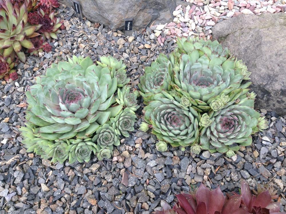 Photo of Hen and Chicks (Sempervivum 'Thayne') uploaded by tcstoehr