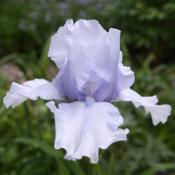 An historic iris that has been in my garden since the early 1990'