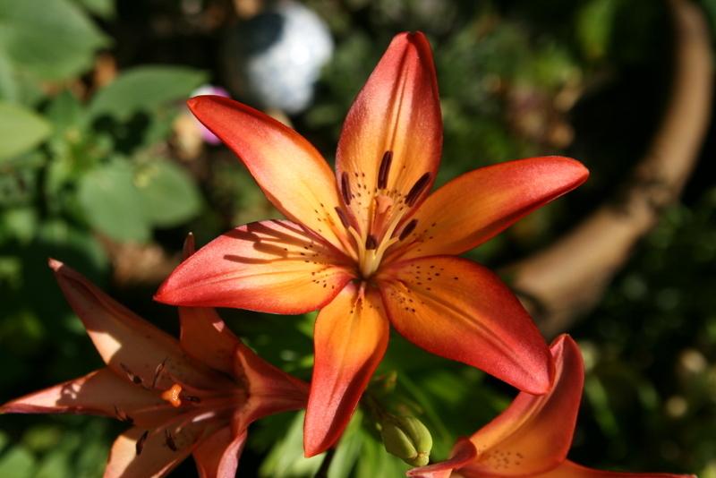 Photo of Lily (Lilium 'Royal Sunset') uploaded by Calif_Sue
