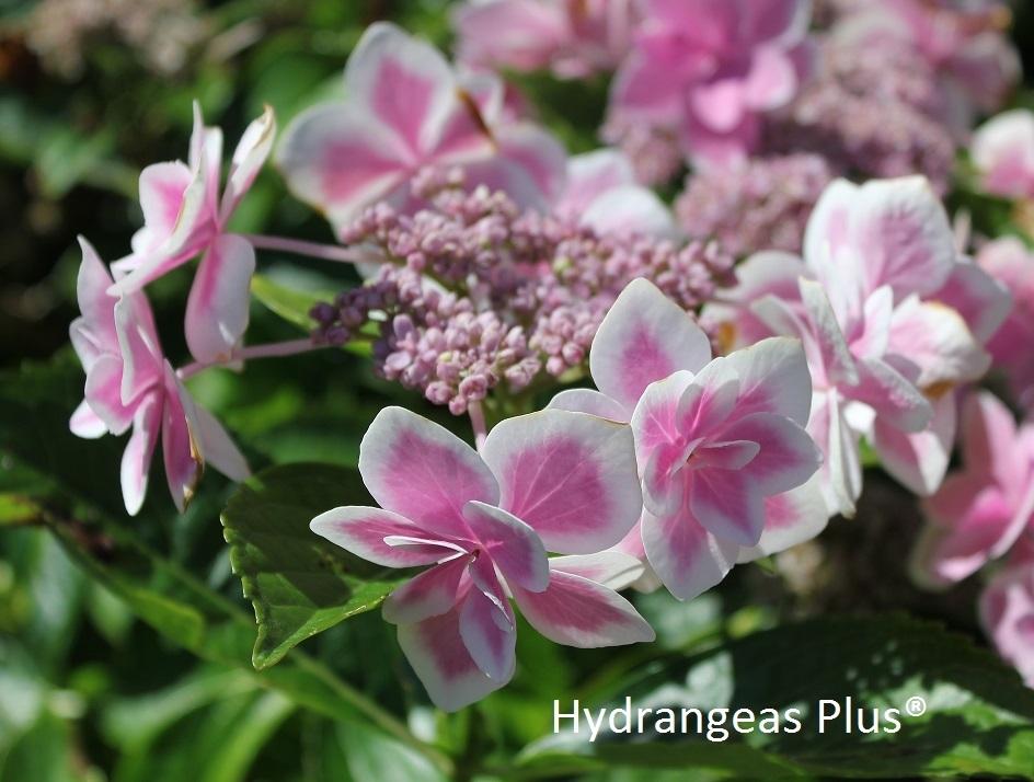 Photo of Hydrangea (Hydrangea macrophylla Double Delights™ Stargazer) uploaded by Calif_Sue