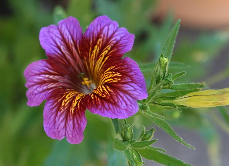 Photo of Painted Tongue (Salpiglossis sinuata) uploaded by Calif_Sue