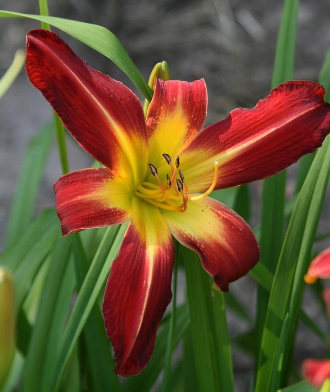 Photo of Daylily (Hemerocallis 'Point of View') uploaded by Calif_Sue
