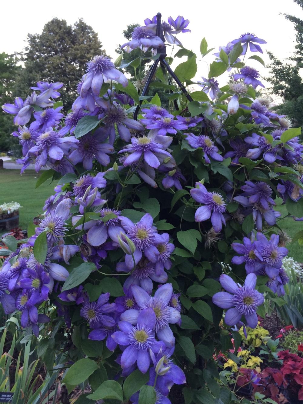 Photo of Clematis Blue Light™ uploaded by Njiris