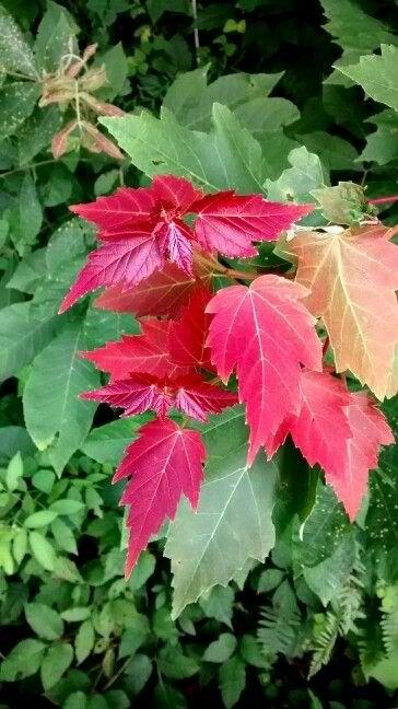 Photo of Red Maple (Acer rubrum) uploaded by Phytodiscovery