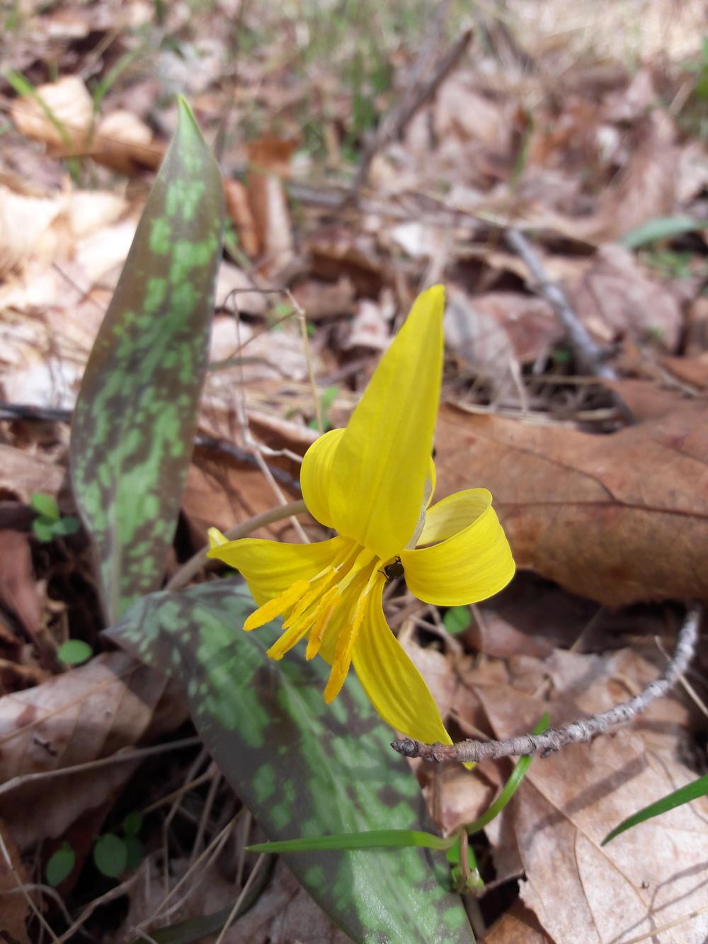Photo of Trout Lily (Erythronium americanum) uploaded by Phytodiscovery