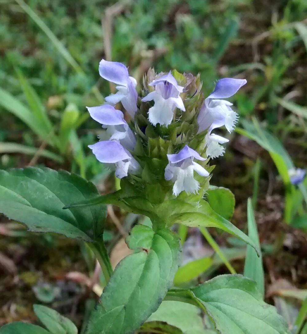 Photo of Self-heal (Prunella vulgaris) uploaded by Phytodiscovery