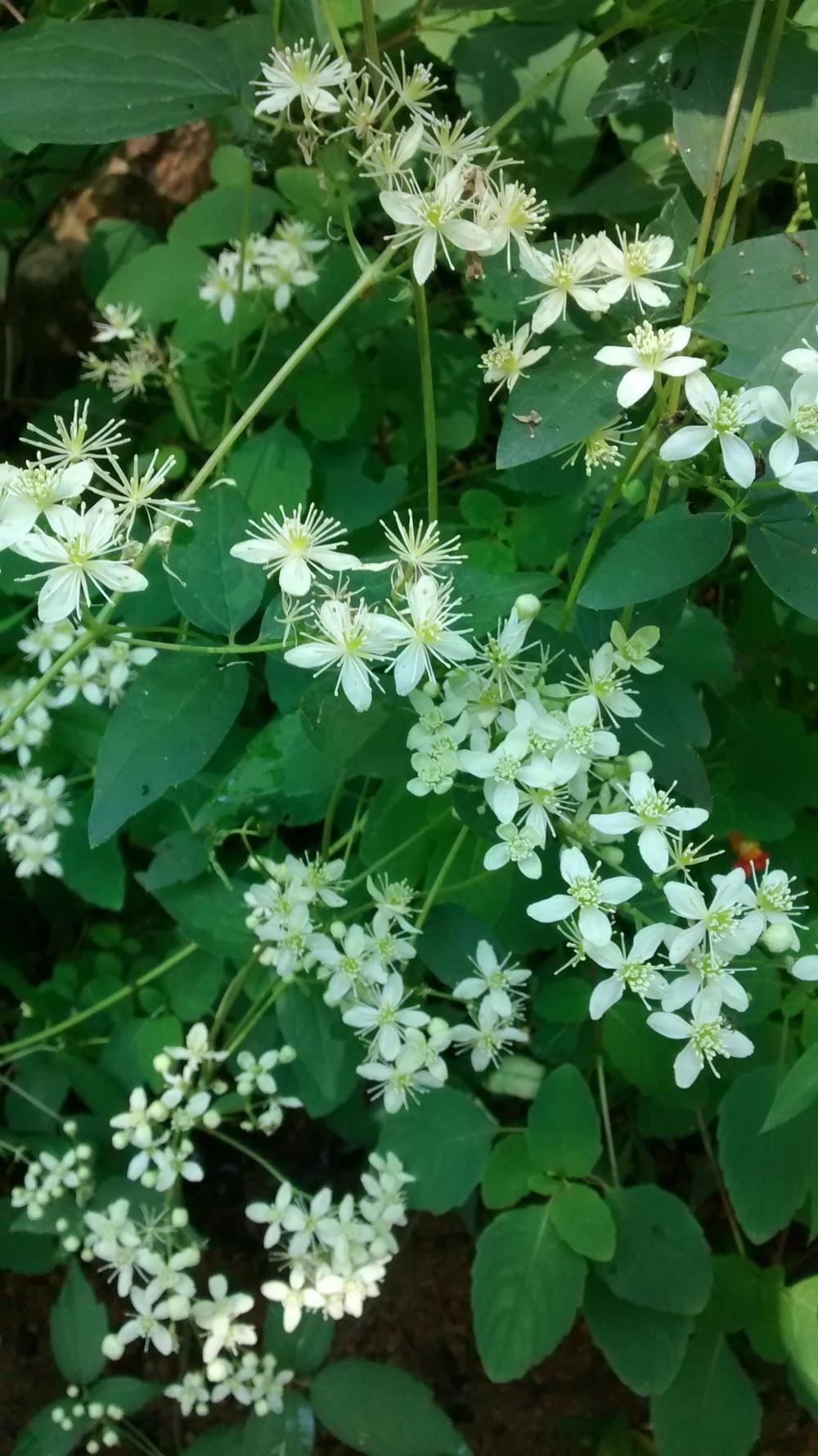 Photo of American Virgin's Bower (Clematis virginiana) uploaded by Phytodiscovery