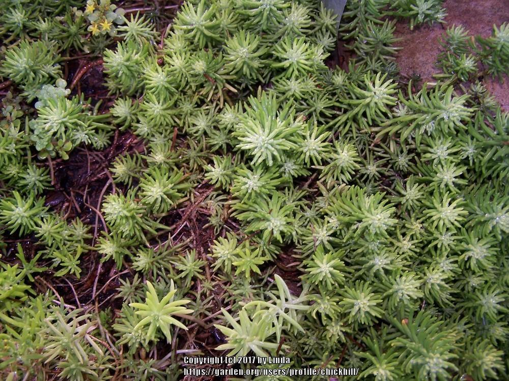 Photo of Jenny's Stonecrop (Petrosedum rupestre subsp. rupestre Moonshadow™) uploaded by chickhill