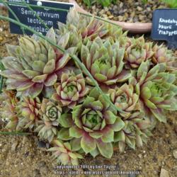 Location: RHS Harlow Carr alpine house, Yorkshire
Date: 2017-06-17