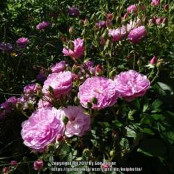 Location: RHS Harlow Carr, Yorkshire, UK
Date: 2017-06-17