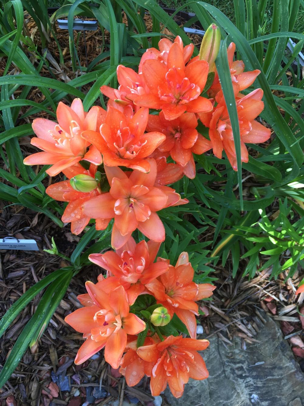 Photo of Dwarf Asiatic Lily (Lilium Lily Looks™ Tiny Double You) uploaded by ljb5966