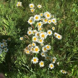 Location: Taken in Lake in the Hills, IL.
Date: 2017-06-18
These are wild daisies taken on a hike through the preserve off o