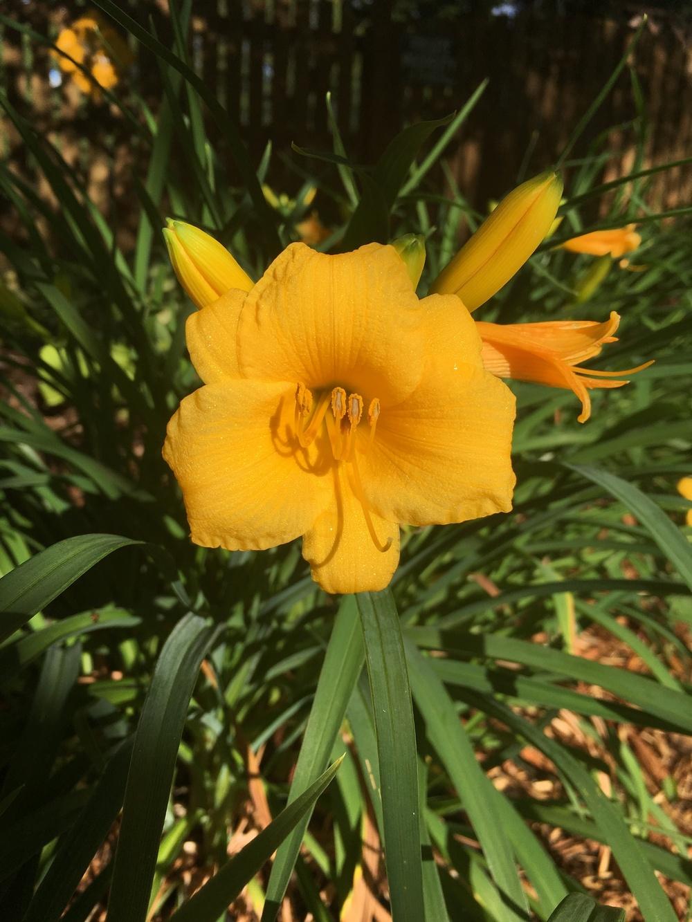 Photo of Daylily (Hemerocallis 'Stella de Oro') uploaded by ljb5966
