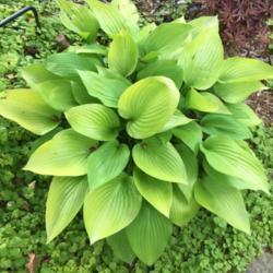 Location: My zone 5 garden
Date: 2017-06-19
This is a about a 4 year old plant - love it!