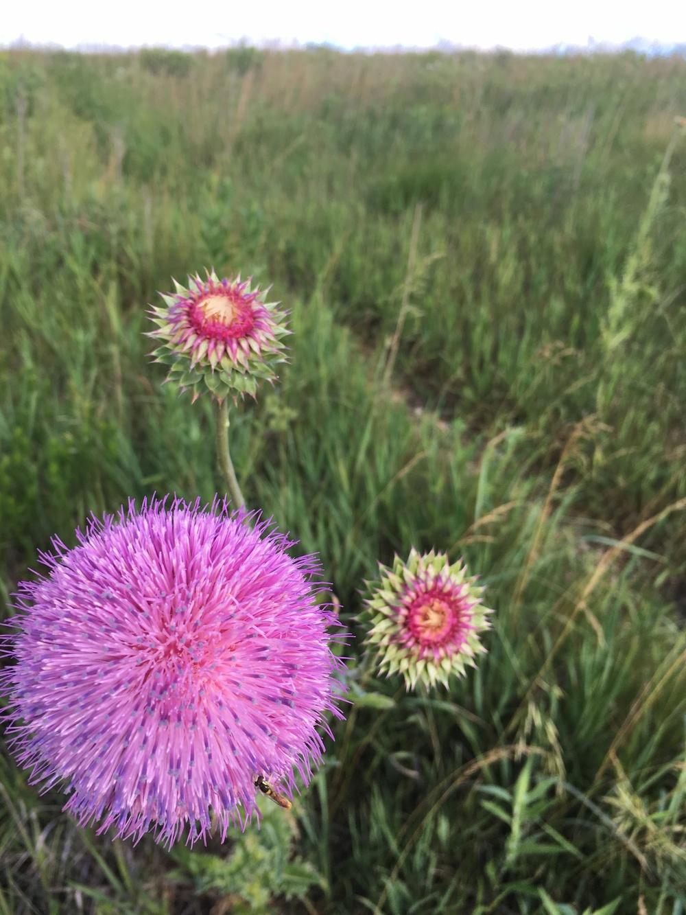 Photo of Thistle (Cirsium) uploaded by ljb5966