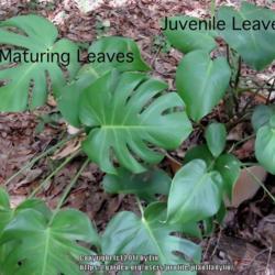 Location: Sebastian, Florida
Date: 2017-06-19
Juvenile and maturing leaves