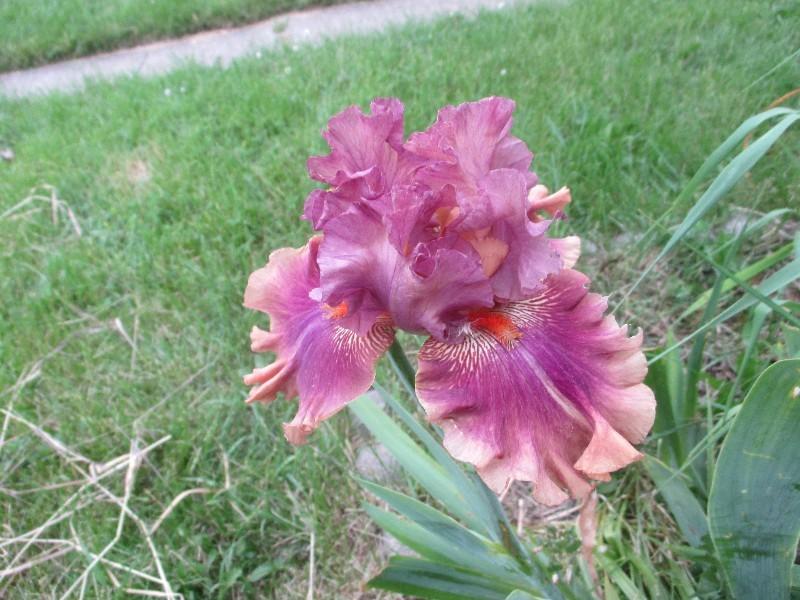 Photo of Tall Bearded Iris (Iris 'Fly Your Colors') uploaded by Hemlady