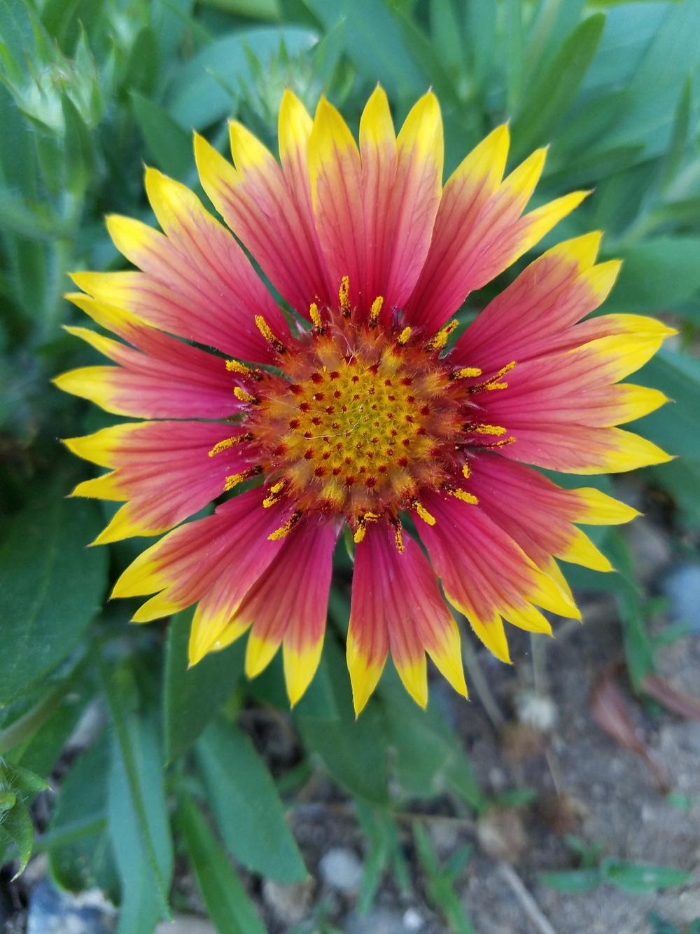 Photo of Blanket Flower (Gaillardia 'Arizona Sun') uploaded by MZiris