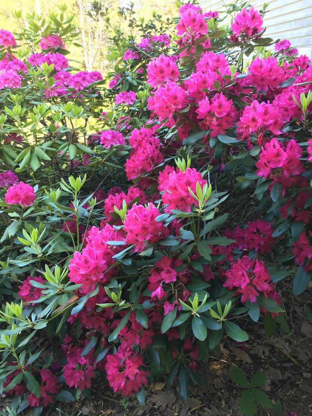 Photo of Rhododendron 'Nova Zembla' uploaded by Paintedtrillium