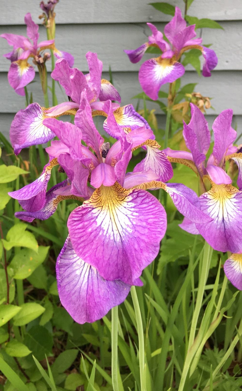 Photo of Siberian Iris (Iris 'Sparkling Rosé') uploaded by Paintedtrillium