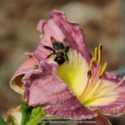 Location: Enterprise, Al. 36330
Date: 2017-06-16
#Pollination  Bee on Daylily