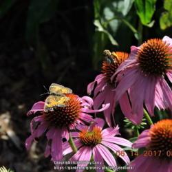 Location: Enterprise, Al. 36330
Date: 2017-06-14
#Pollination Butterfly and Bee on Purple Coneflower