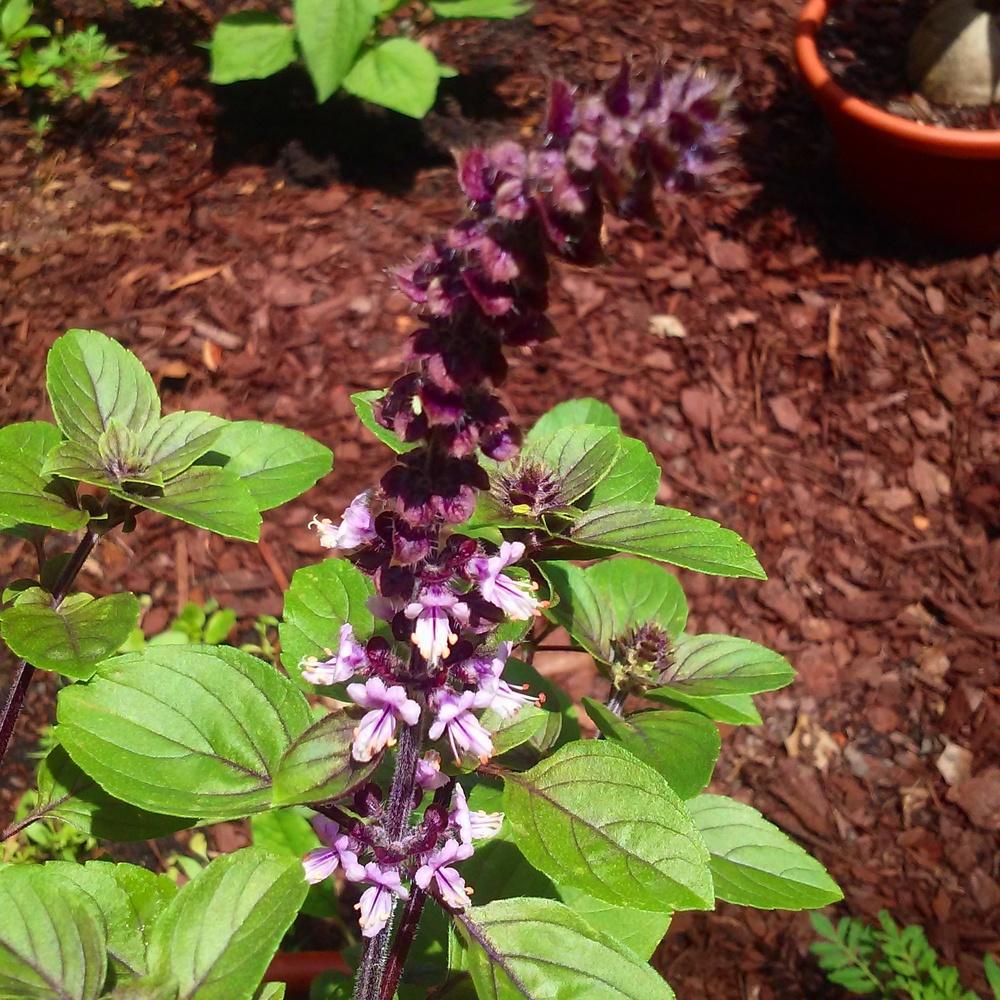 Photo of African Blue Basil (Ocimum 'African Blue') uploaded by amyscoutmom