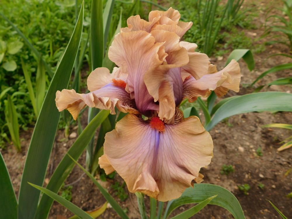 Photo of Tall Bearded Iris (Iris 'Jealous Guy') uploaded by bramedog
