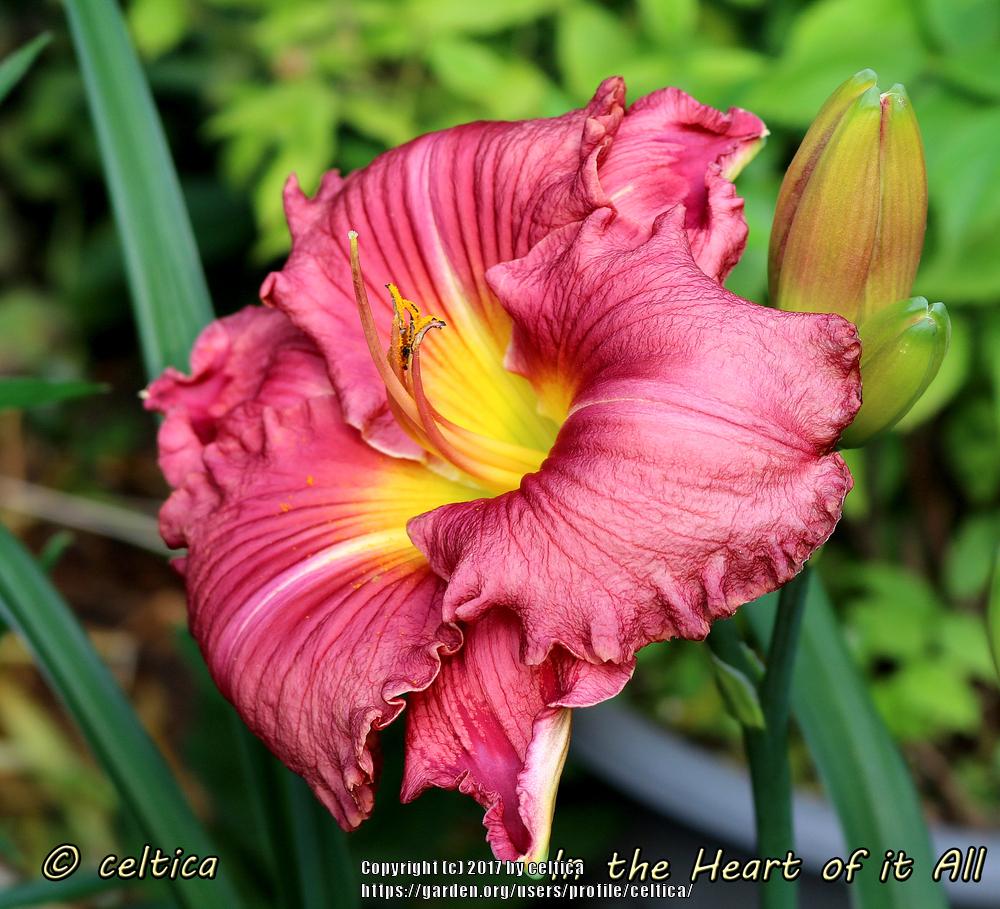 Photo of Daylily (Hemerocallis 'In the Heart of It All') uploaded by celtica