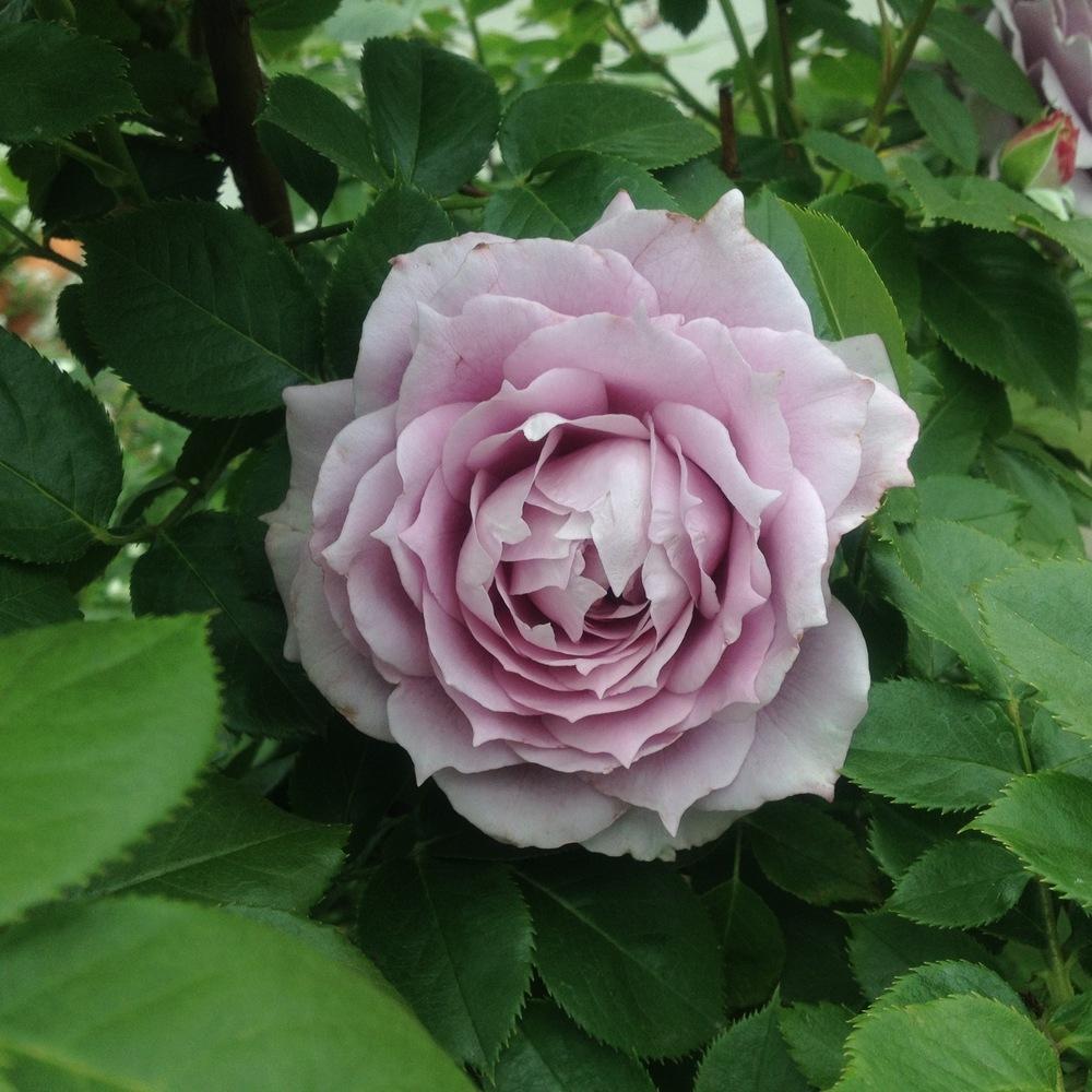 Photo of Rose (Rosa 'Novalis') uploaded by csandt