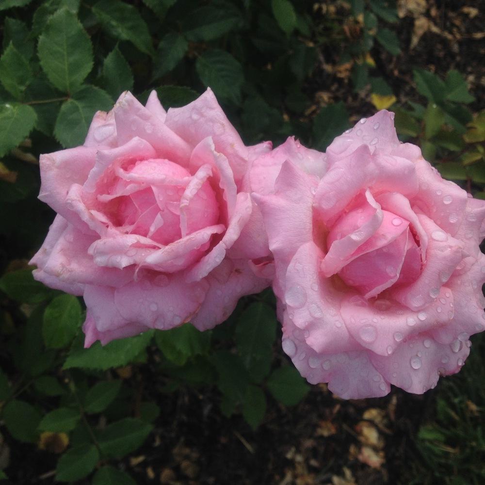 Photo of Rose (Rosa 'Belinda's Dream') uploaded by csandt