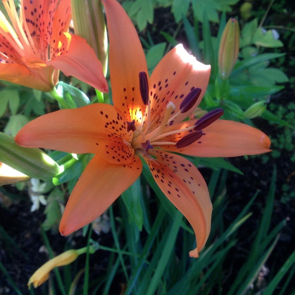 Photo of Lilies (Lilium) uploaded by csandt