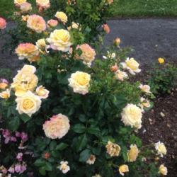 Location: New York Botanical Garden (Peggy Rockefeller Rose Garden), New York, New York
Date: 2017-06-17