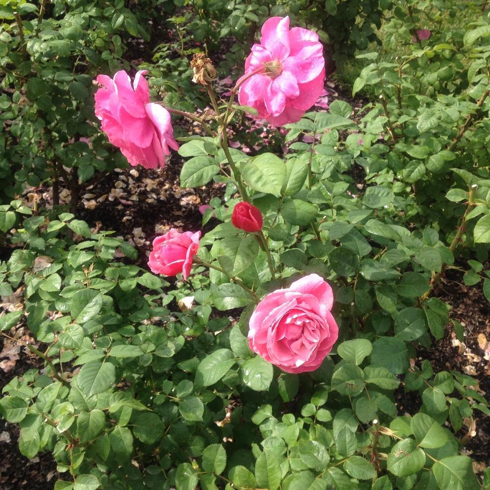 Photo of Rose (Rosa 'Line Renaud') uploaded by csandt