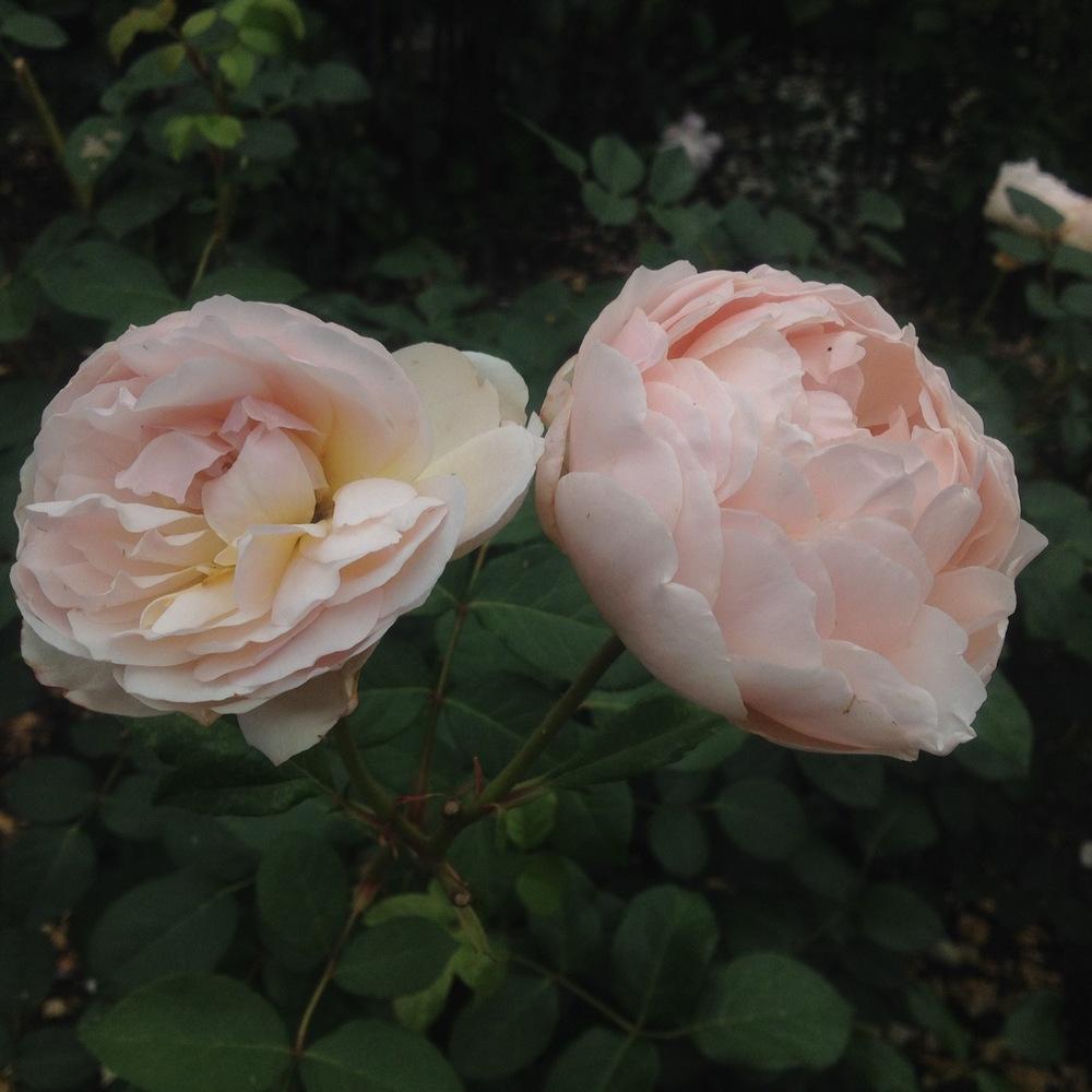 Photo of Rose (Rosa 'Jude the Obscure') uploaded by csandt