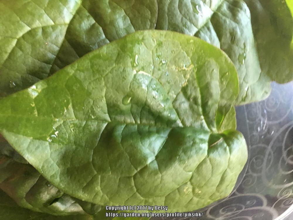 Photo of Malabar Spinach (Basella alba 'Rubra') uploaded by piksihk