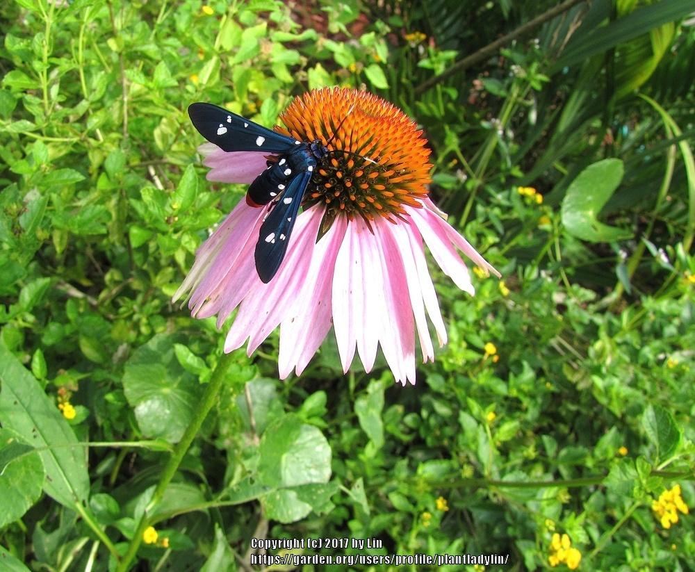 Photo of Coneflowers (Echinacea) uploaded by plantladylin