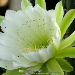 Location: Daytona Beach, Florida
Date: 2013-07-04
#Pollination - Cereus repandus bloom with insects
