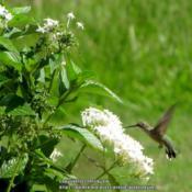 #Pollination - Female Ruby-throated Hummingbird visiting blooms