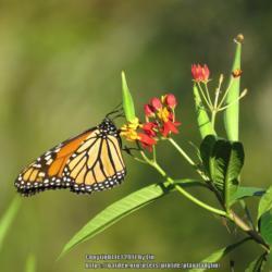 Location: Sebastian, Florida
Date: 2015-11-11
#Pollination - Monarch Butterfly