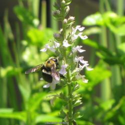 Location: Daytona Beach, Florida
Date: 2010-06-27
#Pollination - Bee visiting a bloom
