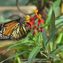 Location: Sebastian, Florida
Date: 2015-10-28
#Pollination Monarch Butterfly visiting bloom