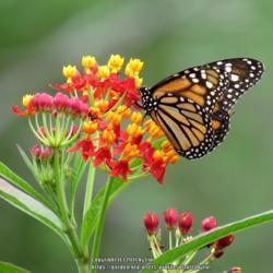 Location: Sebastian, Florida
Date: 2013-06-15
#Pollination Monarch Butterfly